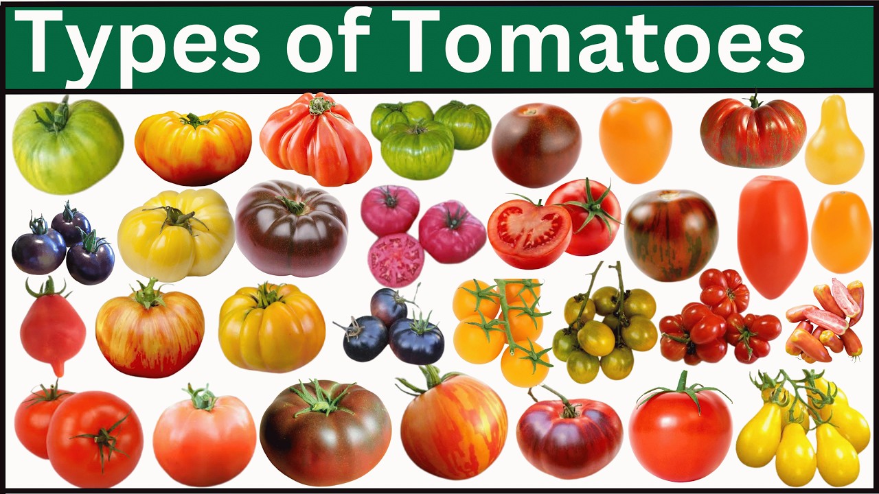 Types Of Tomatoes | Explore 125 Tomatoes From Around The World